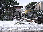 Neve a Senigallia, albero caduto su Viale A.Garibaldi