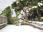 Neve a Senigallia, albero caduto vicino ai Giardini Morandi