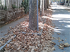 Via Amendola "invasa" pacificamente dalle foglie secche