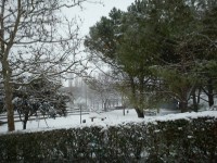 Neve alla Cannella di Senigallia