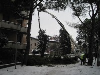 Abbattuti due pini in via Marche a Senigallia