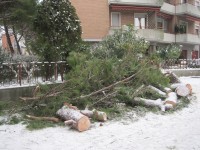 Abbattuti due pini in via Marche a Senigallia