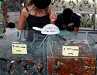 Pesci in vendita alla Fiera di Senigallia