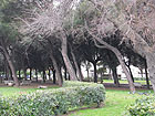 I giardini Morandi di Senigallia tra la ferrovia e l’Hotel Marche