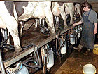 Produzione di latte in uno stabilimento del nord italia